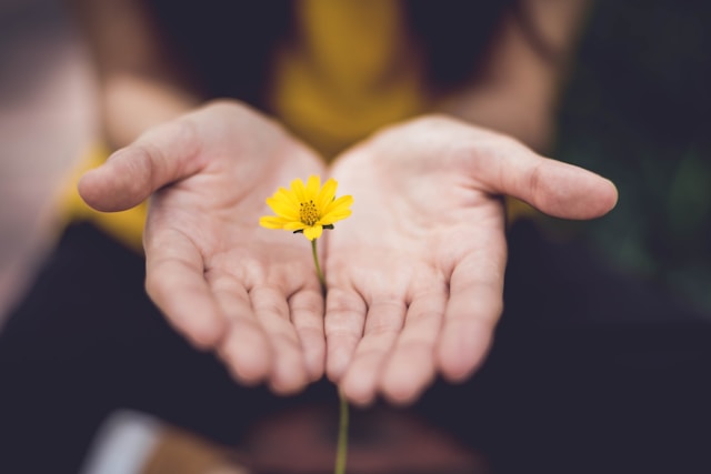 open palms holding a yellow flower